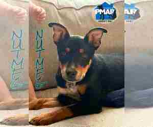 Mutt Dogs for adoption in Binghamton, NY, USA