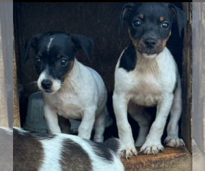 Jack Russell Terrier Puppy for sale in ELKTON, KY, USA
