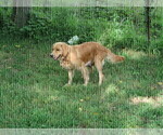 Small Photo #1 Golden Retriever Puppy For Sale in SARCOXIE, MO, USA
