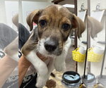 Small #1 Mutt