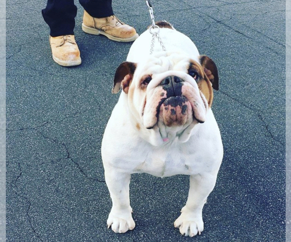 Medium Photo #1 English Bulldog Puppy For Sale in TEMECULA, CA, USA
