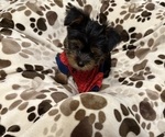 Small #8 Yorkshire Terrier