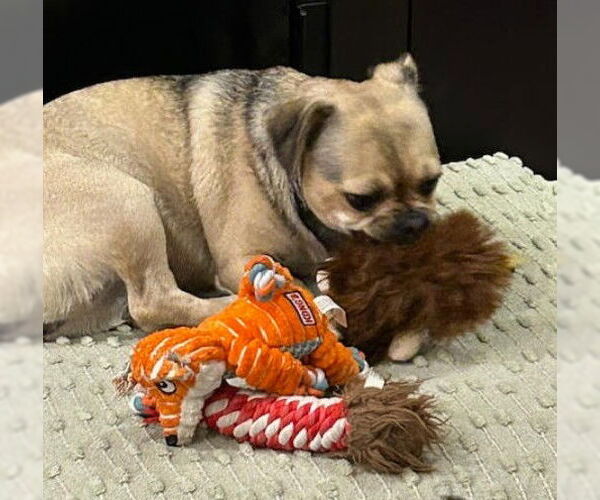 Medium Photo #4 Pug-Unknown Mix Puppy For Sale in San Diego, CA, USA