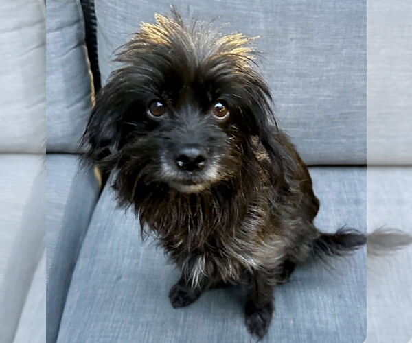 Medium Photo #1 Mutt Puppy For Sale in Newport Beach, CA, USA