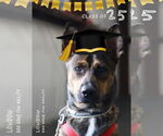 Small #6 Shepradors