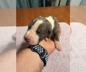 Great Dane Puppy for sale in RANSOMVILLE, NY, USA