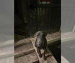 Small Doberman Pinscher Mix