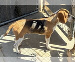 Small #1 Beagle