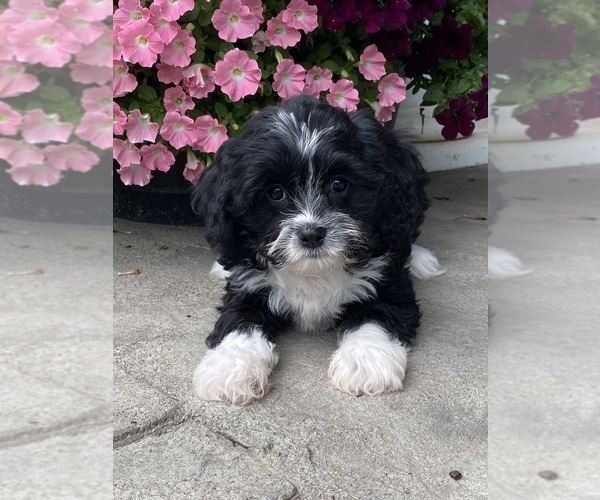 Medium Photo #1 Cavanese Puppy For Sale in CANOGA, NY, USA