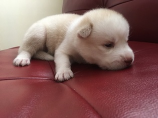 Siberian Husky Puppy for sale in LAKE CITY, FL, USA