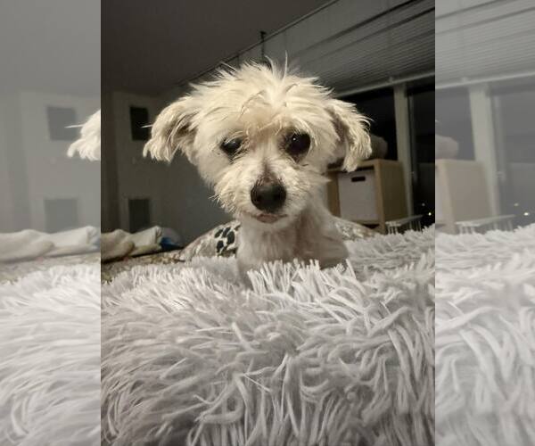 Medium Photo #2 Maltese-Unknown Mix Puppy For Sale in Plainfield, IL, USA