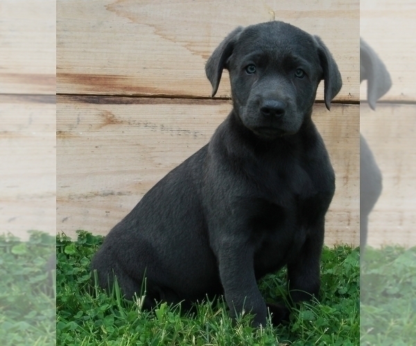 Medium Photo #1 Labrador Retriever Puppy For Sale in FREDERICKSBURG, OH, USA