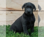 Small Photo #1 Labrador Retriever Puppy For Sale in FREDERICKSBURG, OH, USA