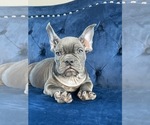 Small Photo #102 French Bulldog Puppy For Sale in DALLAS, TX, USA