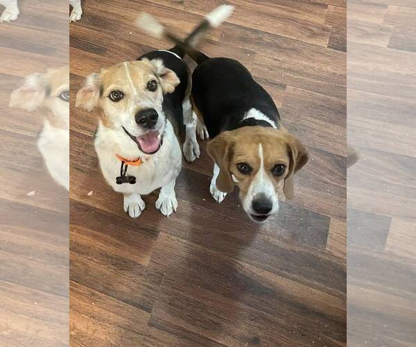 Medium Photo #1 Beagle Puppy For Sale in Las Vegas, NV, USA