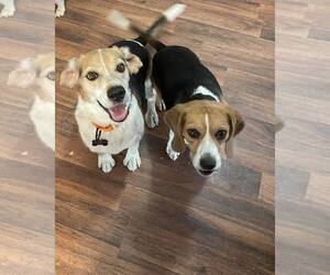 Beagle Dogs for adoption in Las Vegas, NV, USA