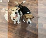 Small Beagle