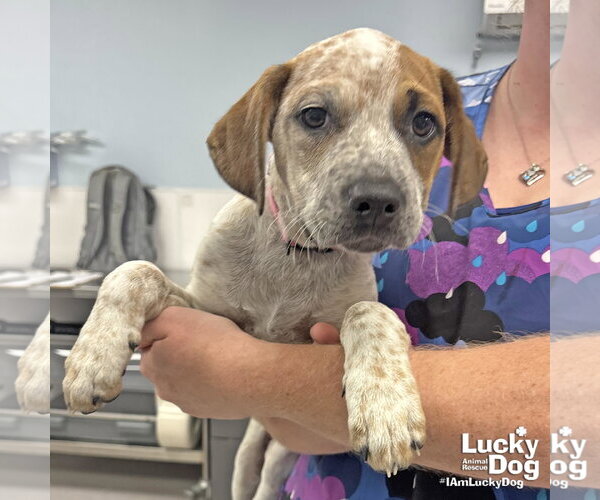 Medium Photo #2 Mutt Puppy For Sale in Washington, DC, USA