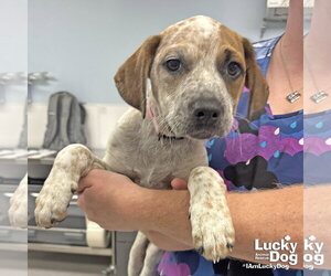 Mutt Dogs for adoption in Washington, DC, USA