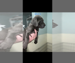 Small Photo #3 Cane Corso Puppy For Sale in DALE, TX, USA