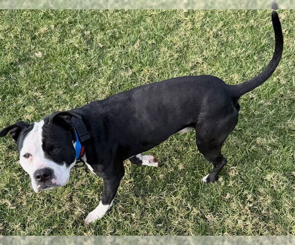 Medium Photo #1 Mutt Puppy For Sale in Riverside, CA, USA