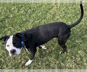 Mutt Dogs for adoption in Riverside, CA, USA