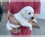 Small Photo #8 Labrador Retriever Puppy For Sale in MOSES LAKE, WA, USA