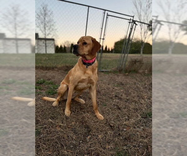 Medium Photo #7 Labrador Retriever-Unknown Mix Puppy For Sale in Garner, NC, USA