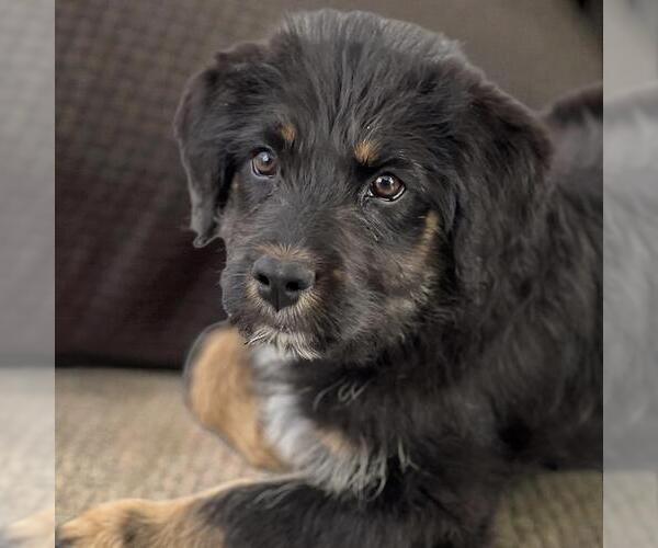 Medium Photo #2 Poodle (Standard)-Unknown Mix Puppy For Sale in San Diego, CA, USA