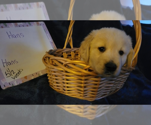 Medium Photo #31 Golden Retriever Puppy For Sale in VOORHEES, NJ, USA