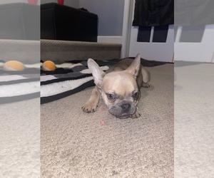 French Bulldog Puppy for sale in CLINTON, MD, USA