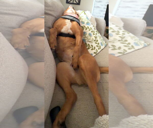 Medium Photo #5 Basenji-Unknown Mix Puppy For Sale in Mount Airy, NC, USA