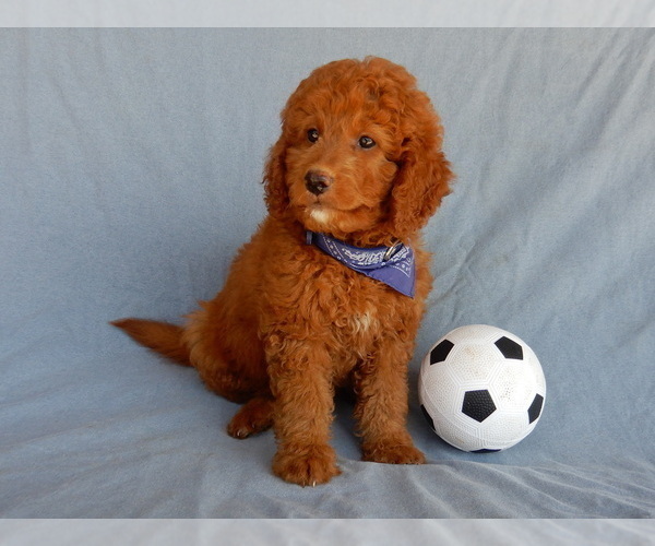 Medium Photo #7 Goldendoodle (Miniature) Puppy For Sale in MILLERSBURG, OH, USA