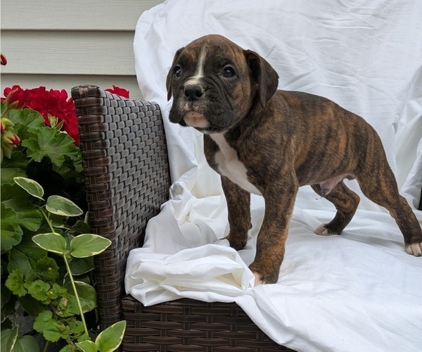 Medium Photo #6 Boxer Puppy For Sale in GOSHEN, IN, USA