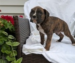 Small Photo #7 Boxer Puppy For Sale in GOSHEN, IN, USA