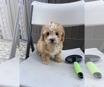 Small Photo #6 Maltese-Maltipoo Mix Puppy For Sale in ADELANTO, CA, USA
