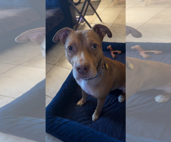 Medium Photo #7 Boxer-Staffordshire Bull Terrier Mix Puppy For Sale in Chandler, AZ, USA