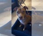 Small #6 Boxer-Staffordshire Bull Terrier Mix