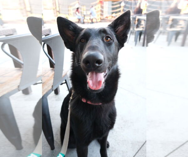 Medium Photo #1 German Shepherd Dog Puppy For Sale in La Grange , NC, USA