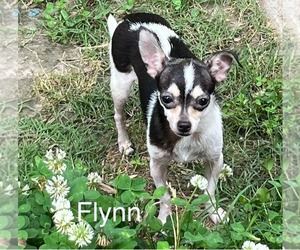 Father of the Chihuahua puppies born on 12/15/2024