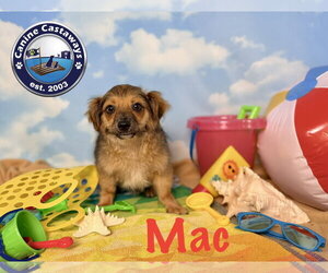 Mac - Male Chiranian Dog for Adoption - Photo #7