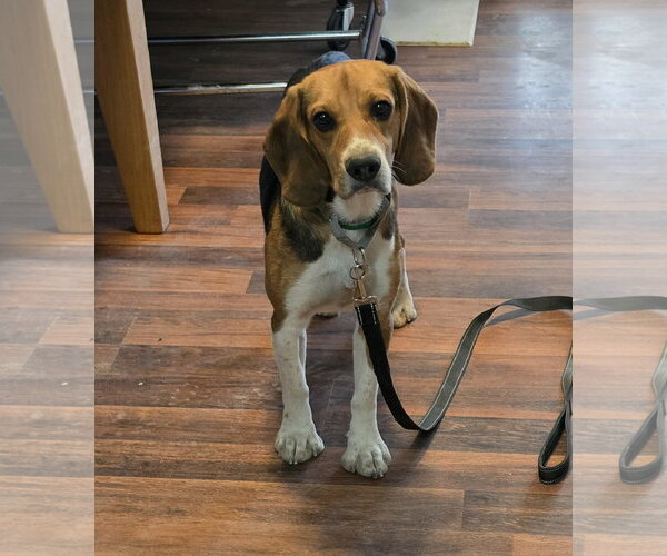 Medium Photo #10 Beagle Puppy For Sale in Las Vegas, NV, USA