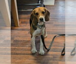 Small #9 Beagle