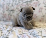 Small #6 French Bulldog