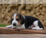 Small Photo #5 Beagle Puppy For Sale in BERNVILLE, PA, USA