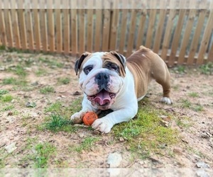 English Bulldog Dog for Adoption in DULUTH, Georgia USA