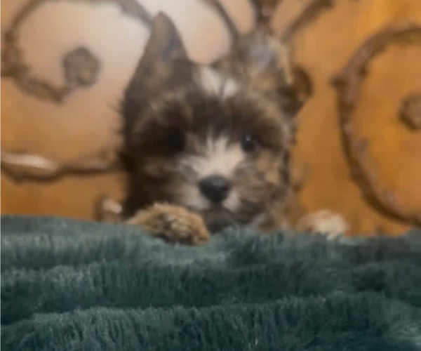 Medium Photo #1 Yorkshire Terrier Puppy For Sale in FORT WORTH, TX, USA