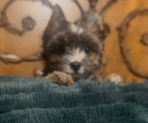 Yorkshire Terrier Puppy for sale in FORT WORTH, TX, USA