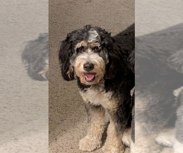Medium Photo #3 Bernedoodle Puppy For Sale in St. Louis Park, MN, USA