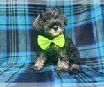 Small #4 Schnauzer (Miniature)